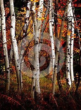 Fall Birch Trees