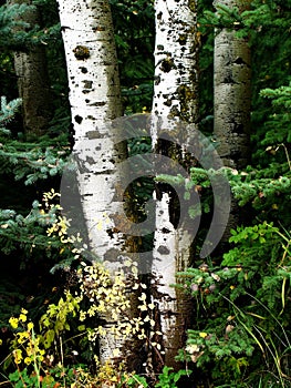 Fall Birch Trees with Autumn Leaves in Background