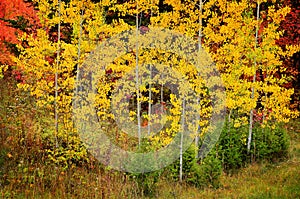 Fall Birch Trees with Golden Leaves