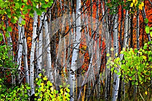 Fall Birch Trees with Golden Leaves