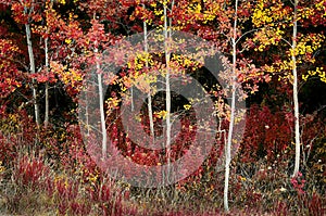 Fall Birch Trees Landscape Red Leaves in Autumn