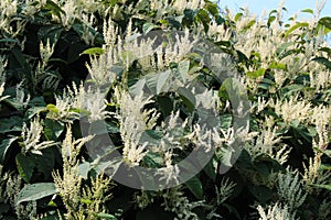 Fall blooming Japanese knotweed invasive species