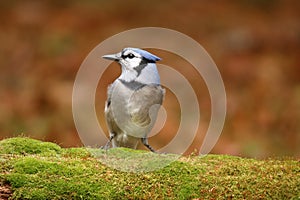 Fall Blue Jay Perching on a Mossy Branch