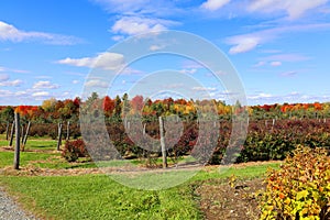 In fall blueberry bushes are one of the easiest fruit