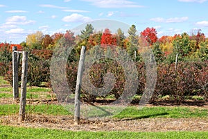 In fall blueberry bushes are one of the easiest fruit