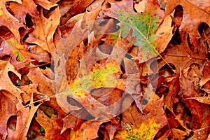 Fall brown oak leaves