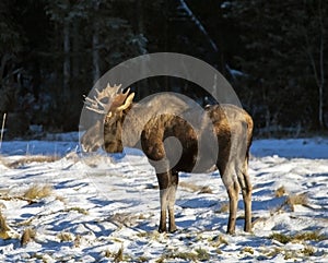 Fall Bull Moose in Southern Alaska