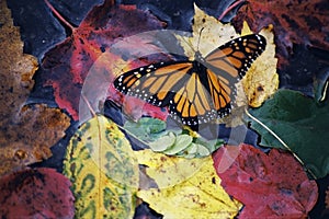 Fall Butterfly
