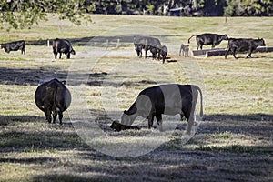 Fall calving season in Alabama
