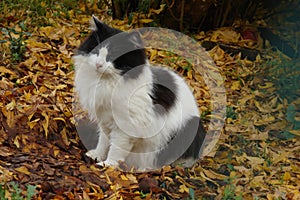 Fall cat