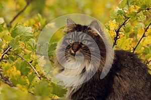 In the fall, a cat with green eyes was sitting in the bushes