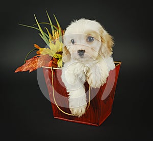 Fall Cavachon Puppy