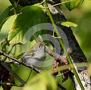 Fall Chestnut Sided Warbler photo