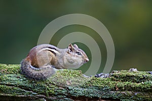 Fall Chipmunk Eating Seeds