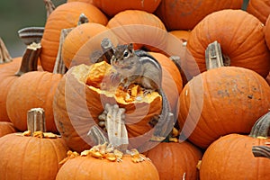 Fall Chipmunk in the Pumpkins