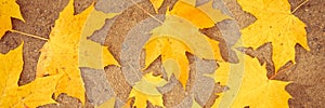 fall in the city. dry fallen autumn maple leaves on the asphalt in the city park. natural pattern. top view. banner.