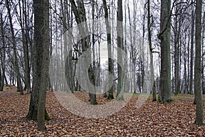 Fall. Cloudy November. Nice view in the old park