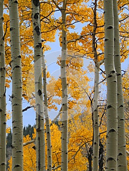 Fall color aspen forest (2)