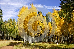Fall color aspen forest (3)