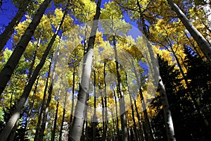 Fall color aspen forest