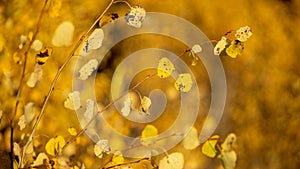 Fall Color aspen in a meadow in the Cascades in Central Oregon