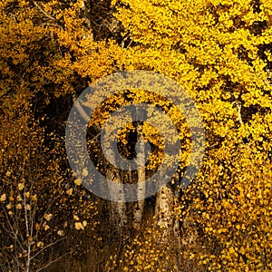 Fall Color aspen in a meadow in the Cascades in Central Oregon