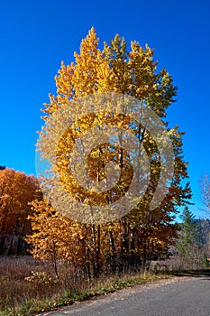 Fall Color On Aspen Trees Alongside A Country Road