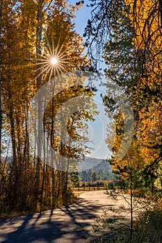 Fall Color Aspens at Sunset on Road on Street on Ranch on Farm in Autumn