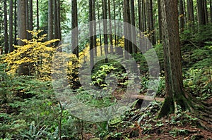 Fall color at baden powell trail photo