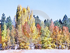 Fall Color At Big Bear Lale