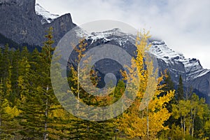 Fall Color in Canadian Rockies photo