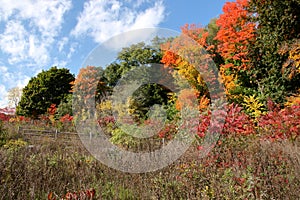 Fall color on Chorley Park to Beltline Trail, Toronto, Ontario