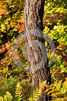 Fall Color Ferns and Vine Maple in the forest in the Cascade Mountains in Bend Oregon