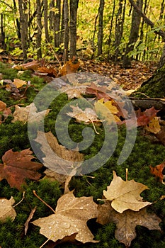 Fall color on Forest Floor