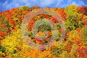 Fall color forest in Quebec