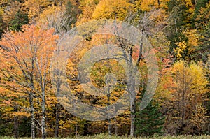 Fall color in Lake Placid NY