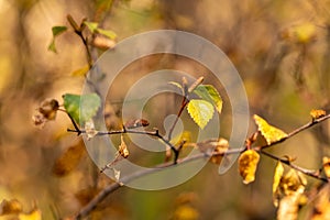 Fall Color Leaves and Trees in the forest in Central Oregon