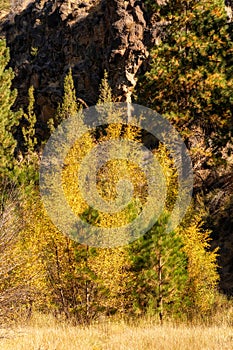 Fall Color Leaves and Trees in the forest in Central Oregon