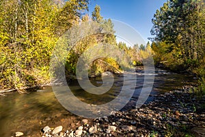 Fall Color Leaves and Trees surrounding Whychus Creek in Oregon