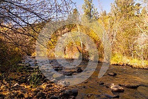 Fall Color Leaves and Trees surrounding Whychus Creek in Oregon