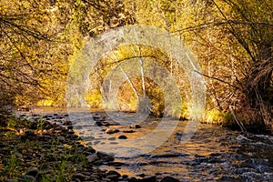 Fall Color Leaves and Trees surrounding Whychus Creek in Oregon