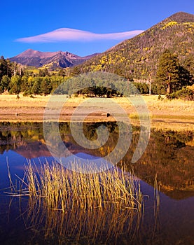 Fall color in Lockett Meadow, San Francisco Peaks, Arizona