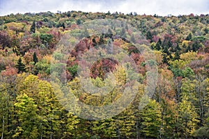 Colorful Fall Foliage on a Maine Hillside