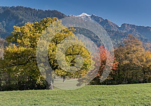 Fall color mountain landscape in the Maienfeld region of Switzerland with snowy peaks and colorful trees