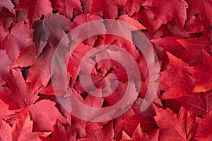 Fall color nature background of various shades of red maple leaves