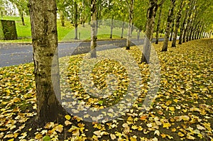 Fall color in nike campus