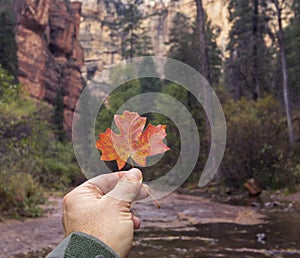 Fall Color In Oak Creek Canyon In Sedona, AZ