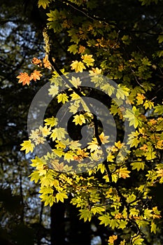 Fall Color in Oregon Forest at Silver Falls State Park