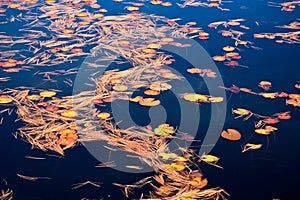 Fall Color Pattern of water lily leaves