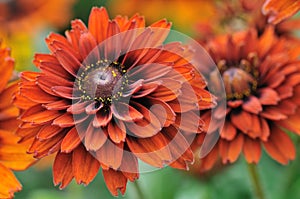 Fall color, rudbeckia flowers photo